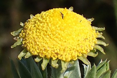 Schistostephium umbellatum, photographed by Di Turner