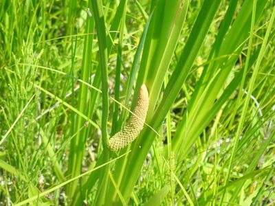 Acorus calamus, photographed by Lynn Harper