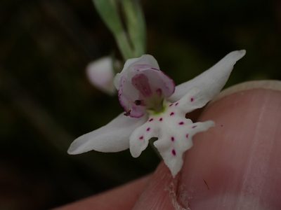 Galearis rotundifolia, photographed by Mary Krieger