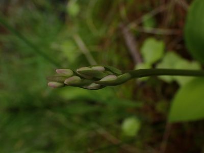 Galearis rotundifolia, photographed by Mary Krieger