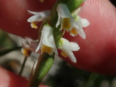 Spiranthes lucida, photographed by Lynn Harper