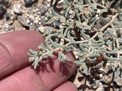 Euphorbia lata, photographed by CK2AZ