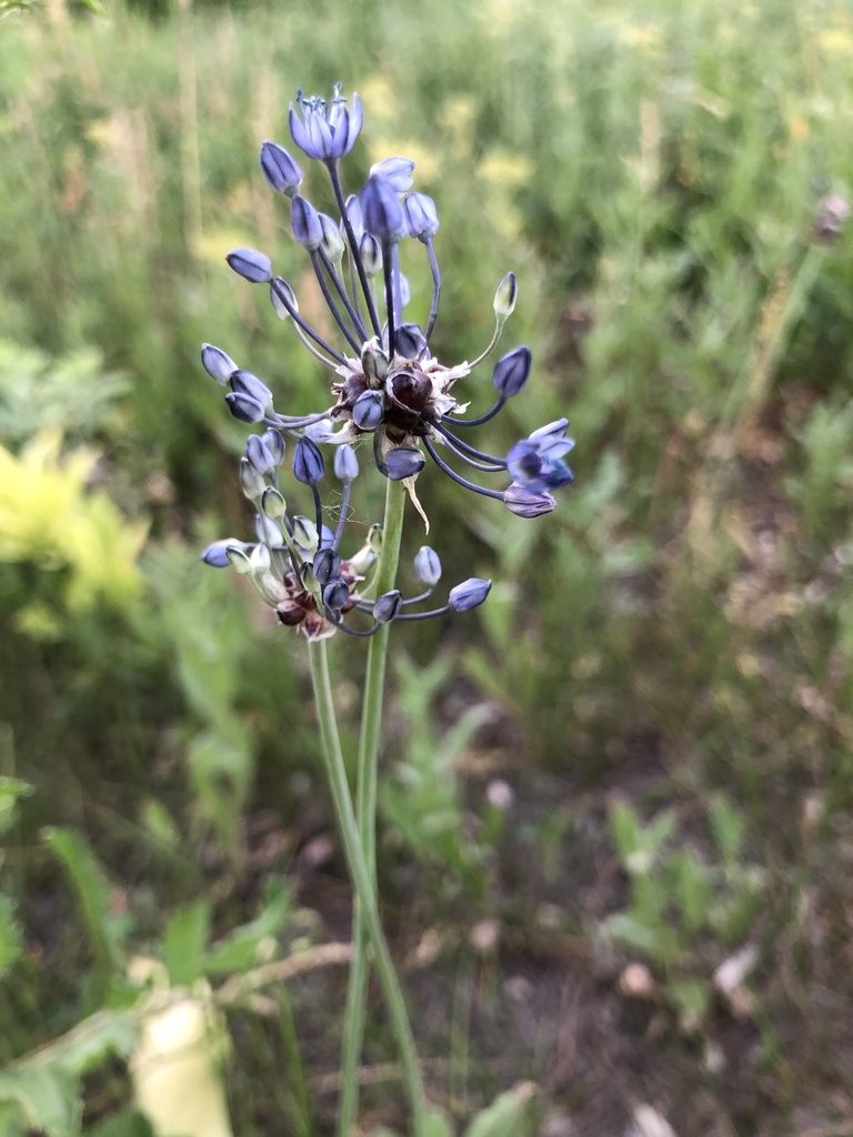 Allium caeruleum, photographed by Valerii Glazunov