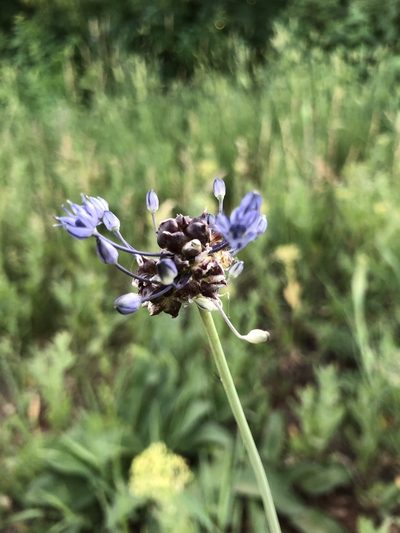 Allium caeruleum, photographed by Valerii Glazunov