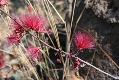 Calliandra hirsuta, photographed by Dante S. Figueroa