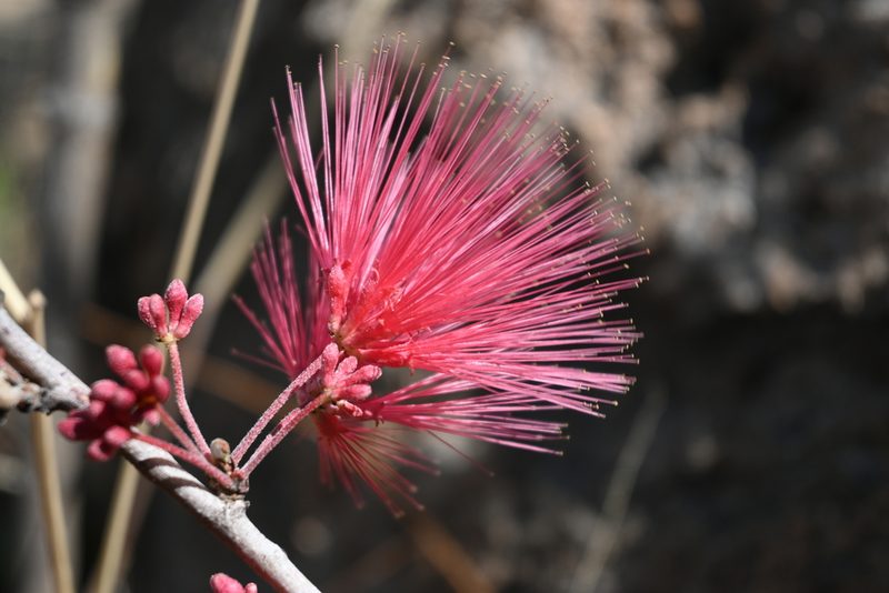 Calliandra hirsuta, photographed by Dante S. Figueroa