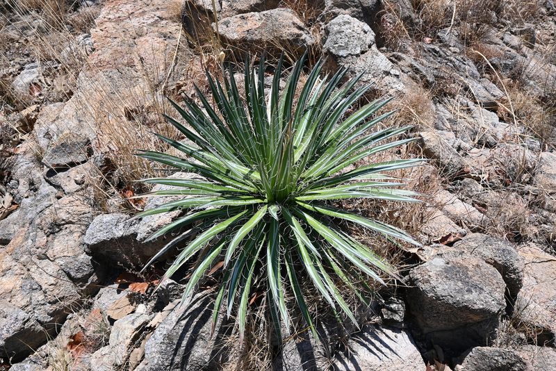 Agave schidigera, photographed by Dante S. Figueroa