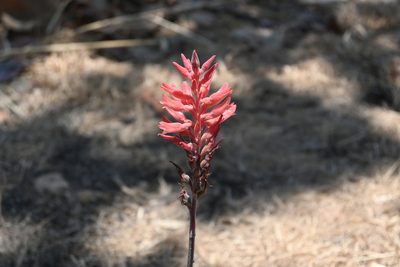 Sacoila lanceolata, photographed by Dante S. Figueroa
