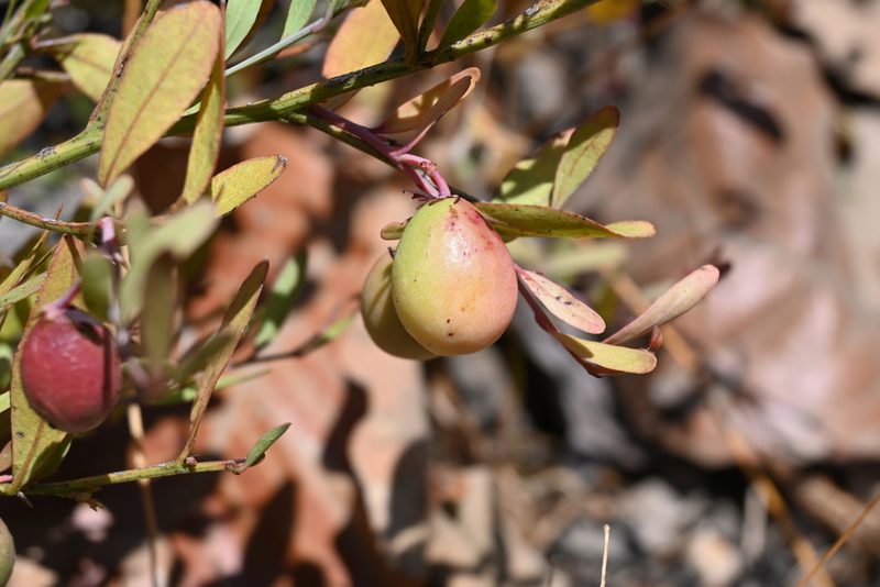 Ximenia parviflora, photographed by Dante S. Figueroa