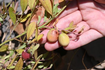 Ximenia parviflora, photographed by Dante S. Figueroa