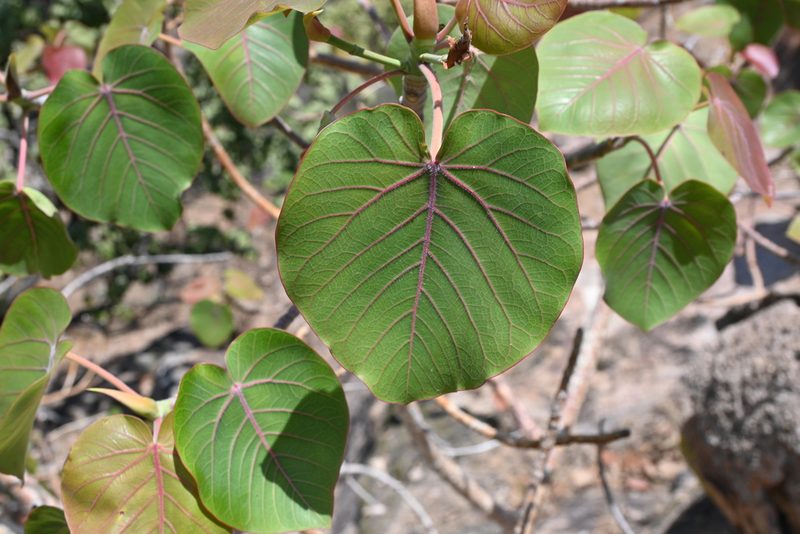 Ficus petiolaris, photographed by Dante S. Figueroa