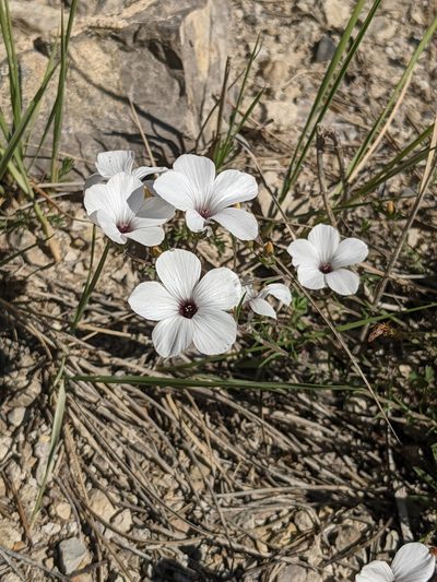 Linum suffruticosum, photographed by Pieter Huybrechts