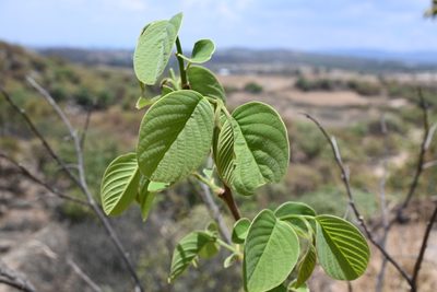 Annona longiflora, photographed by Dante S. Figueroa