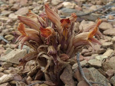 Orobanche corymbosa, photographed by Jim Morefield