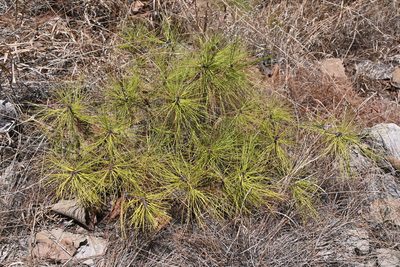 Pinus oocarpa, photographed by Dante S. Figueroa