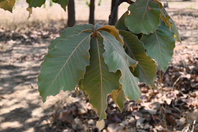 Quercus resinosa, photographed by Dante S. Figueroa