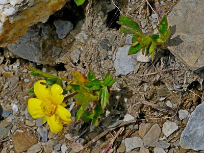 Ranunculus formosa-montanus, photographed by Jacy Chen