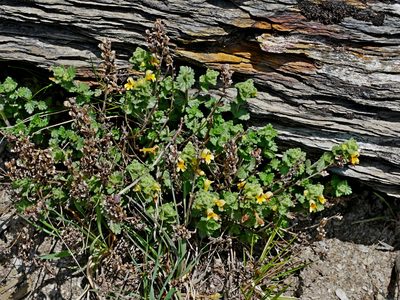 Euphrasia nankotaizanensis, photographed by Jacy Chen