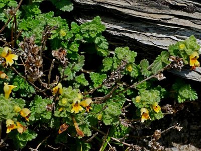 Euphrasia nankotaizanensis, photographed by Jacy Chen