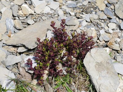 Pedicularis ikomai, photographed by Jacy Chen