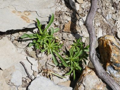 Scabiosa lacerifolia, photographed by Jacy Chen