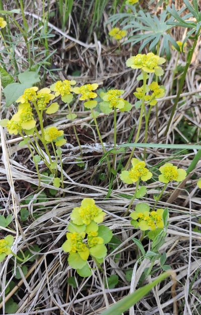 Chrysosplenium serreanum, photographed by Юлия