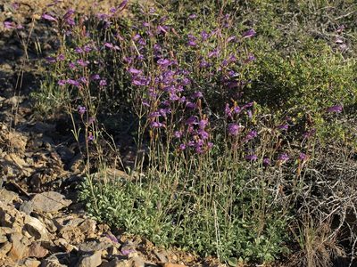 Penstemon scapoides, photographed by Jim Morefield