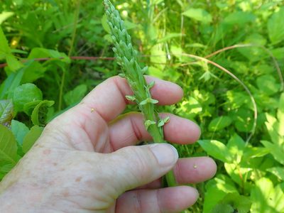 Platanthera huronensis, photographed by Lynn Harper