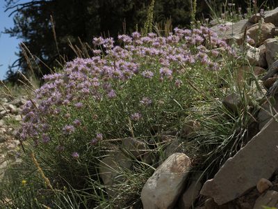 Festuca kingii, photographed by Jim Morefield