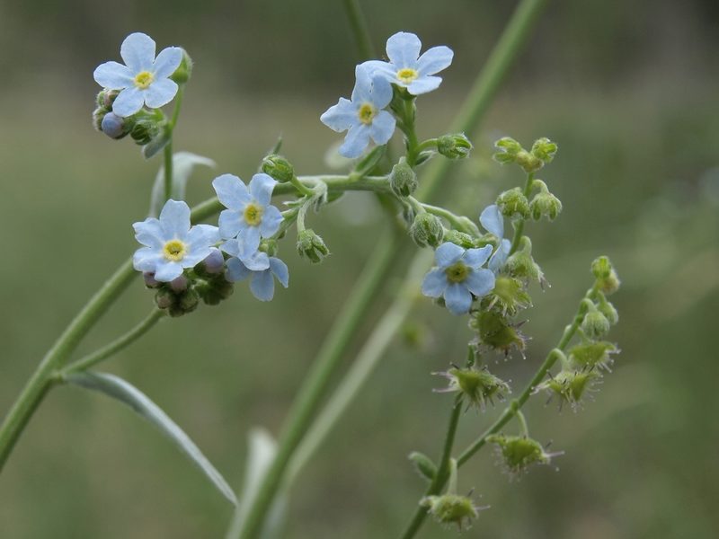 Hackelia brevicula, photographed by Jim Morefield