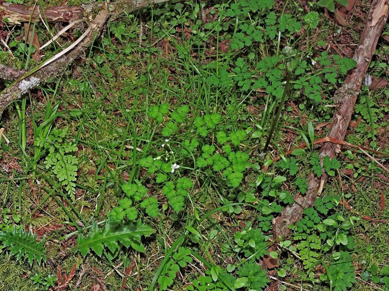 Thalictrum myriophyllum, photographed by Jacy Chen
