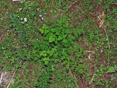 Thalictrum myriophyllum, photographed by Jacy Chen