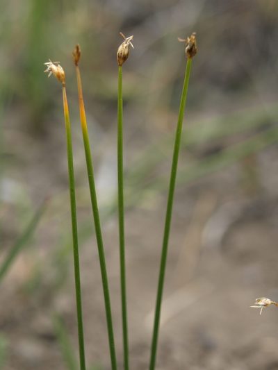 Trichophorum pumilum, photographed by Jim Morefield