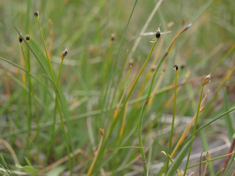 Trichophorum pumilum, photographed by Jim Morefield