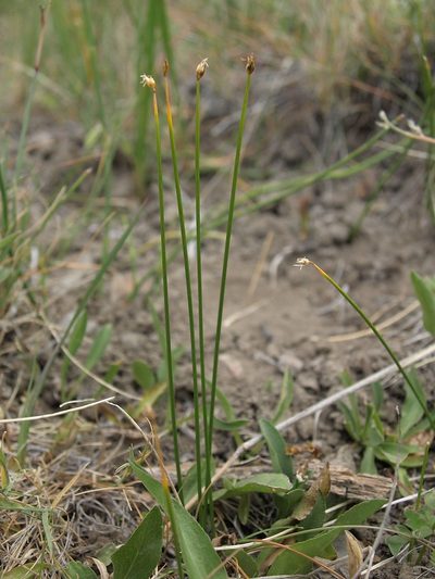 Trichophorum pumilum, photographed by Jim Morefield