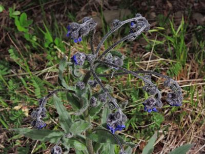 Cynoglossum alpestre, photographed by Jacy Chen