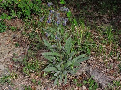 Cynoglossum alpestre, photographed by Jacy Chen