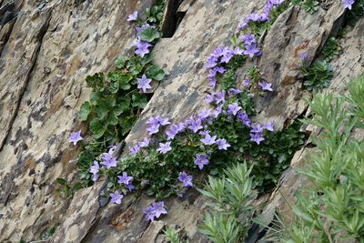 Campanula piperi, photographed by Tuoichen