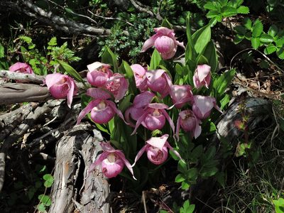 Cypripedium taiwanalpinum, photographed by Jacy Chen