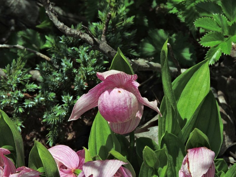 Cypripedium taiwanalpinum, photographed by Jacy Chen