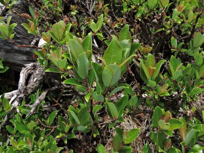 Salix taiwanalpina, photographed by Jacy Chen