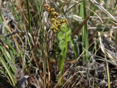 Botrychium crenulatum, photographed by Jim Morefield