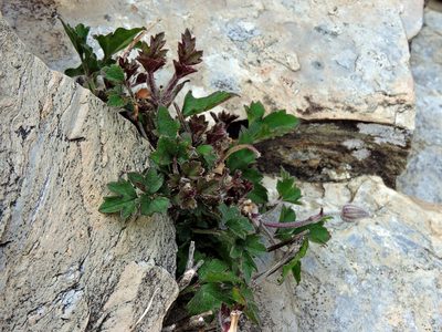 Clematis tsugetorum, photographed by Jacy Chen