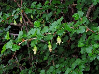 Ribes formosanum, photographed by Jacy Chen