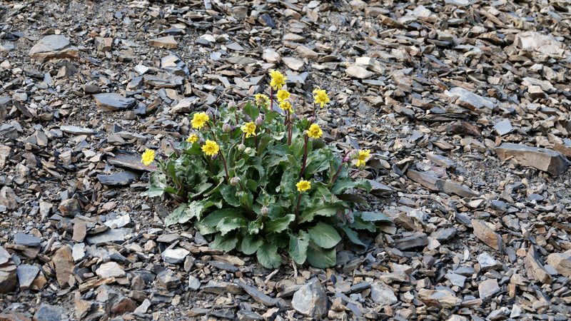Senecio neowebsteri, photographed by Tuoichen