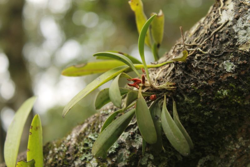 Specklinia tribuloides, photographed by Victor De la Cruz