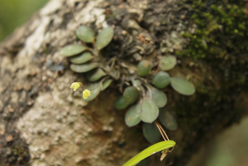 Specklinia digitale, photographed by Victor De la Cruz