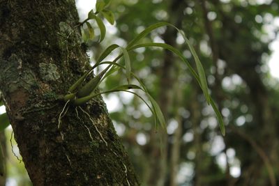 Prosthechea ochracea, photographed by Victor De la Cruz