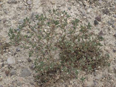 Loeseliastrum depressum, photographed by Jim Morefield