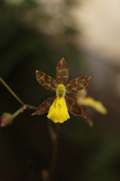 Oncidium graminifolium, photographed by Victor De la Cruz